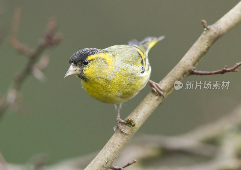 锦葵(Carduelis spinus)